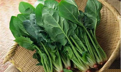  菠菜大全(菠菜大全_信誉老台子)