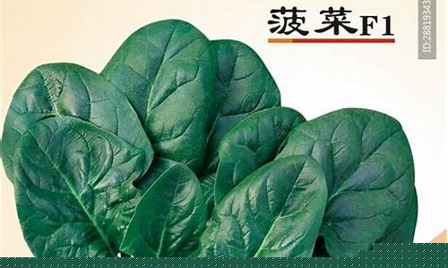 菠菜公司广告(菠菜广告投放) (2)