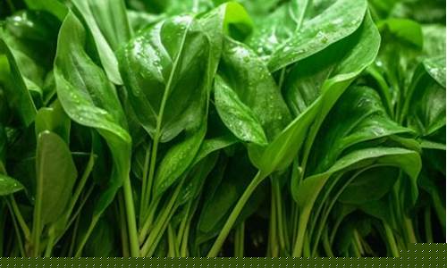  菠菜最新优惠活动大全官方网站：菠菜排名网(最大菠菜公司排名)