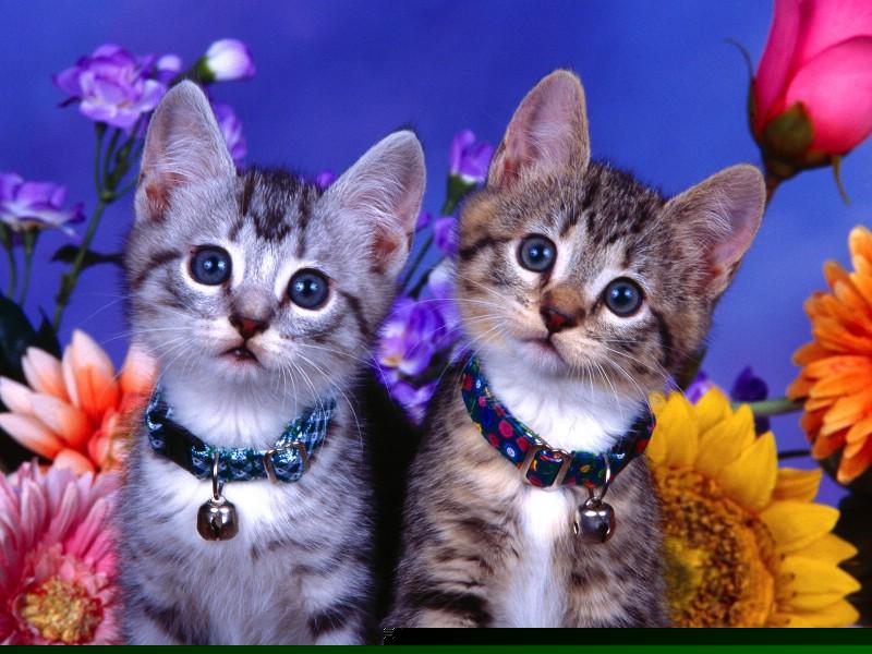  菠菜联盟担保大全(菠菜网投联盟) (2)