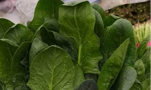 菠菜十大平台推荐:菠菜排名网(十大菠菜品种) (2)