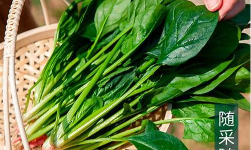 线上菠菜直营:菠菜地址大全(菠菜地址发布)