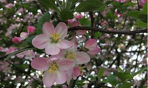 008白菜网(2021白菜网总站大全)