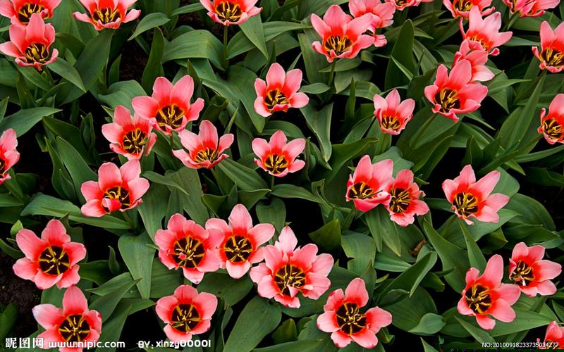 线上菠菜直营:菠菜发布网论坛(华人策略菠菜 论坛)